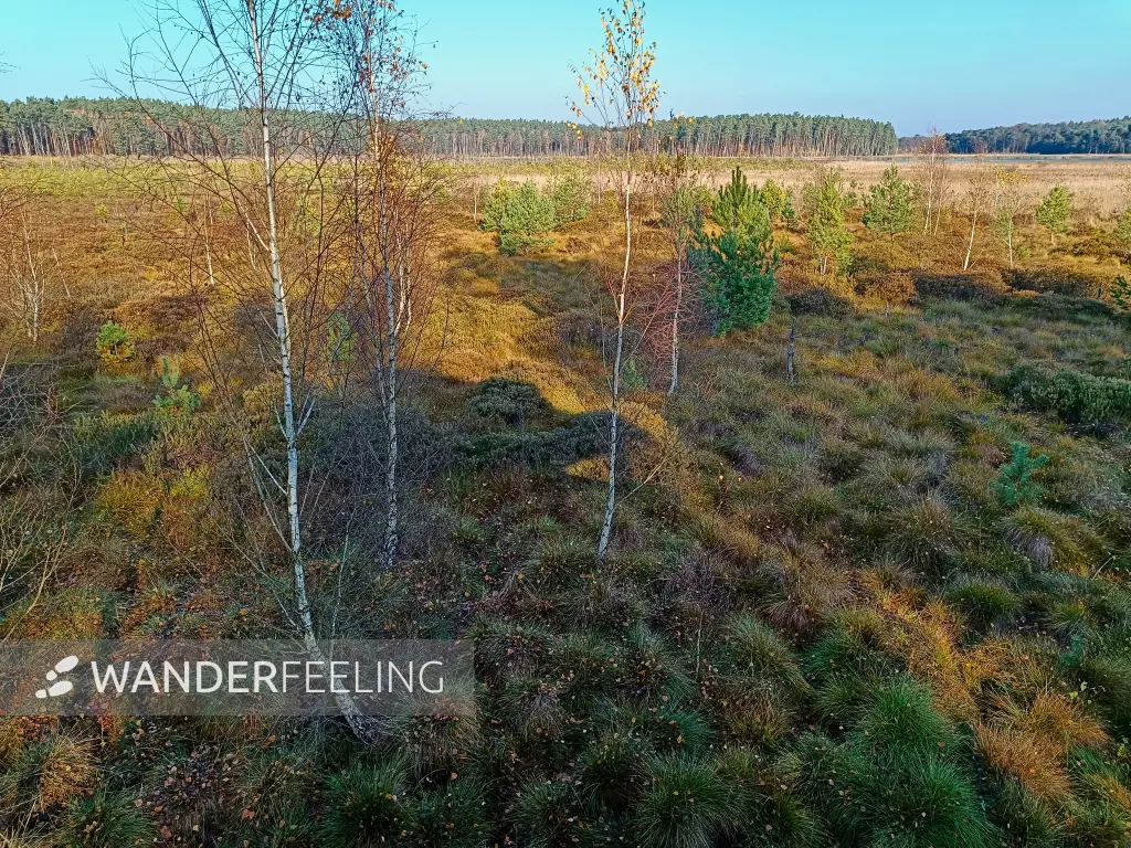 202511070-10 - Moor am Großen Serrahnsee im Müritz-Nationalpark bei Serrahn, Mecklenburgische Seenplatte, Mecklenburg-Vorpommern, Deutschland