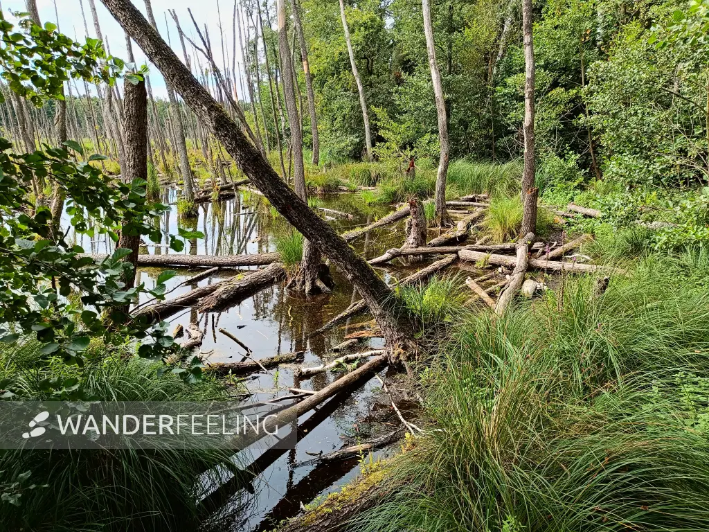 202508300-25 - Moorlandschaft im NSG Teufelsbruch im Spandauer Forst, Berlin, Deutschland