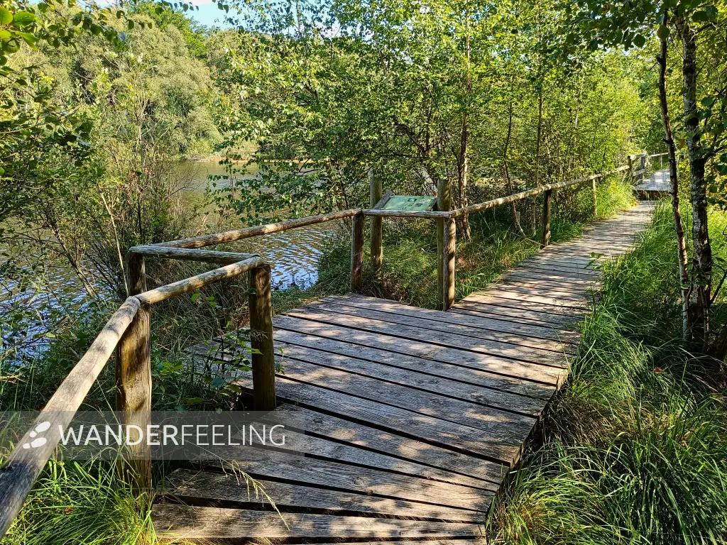 202508200-11 - Moorsteg an den Wienpietschseen im Müritz-Nationalpark, Mecklenburgische Seenplatte, Mecklenburg-Vorpommern, Deutschland
