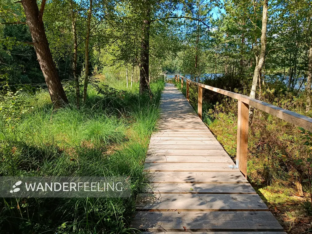 202508200-14 - Moorsteg an den Wienpietschseen im Müritz-Nationalpark, Mecklenburgische Seenplatte, Mecklenburg-Vorpommern, Deutschland