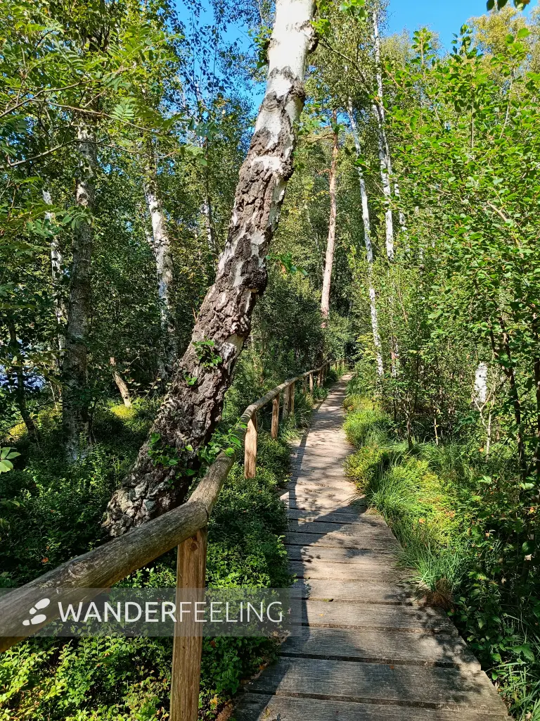202508200-15 - Moorsteg an den Wienpietschseen im Müritz-Nationalpark, Mecklenburgische Seenplatte, Mecklenburg-Vorpommern, Deutschland