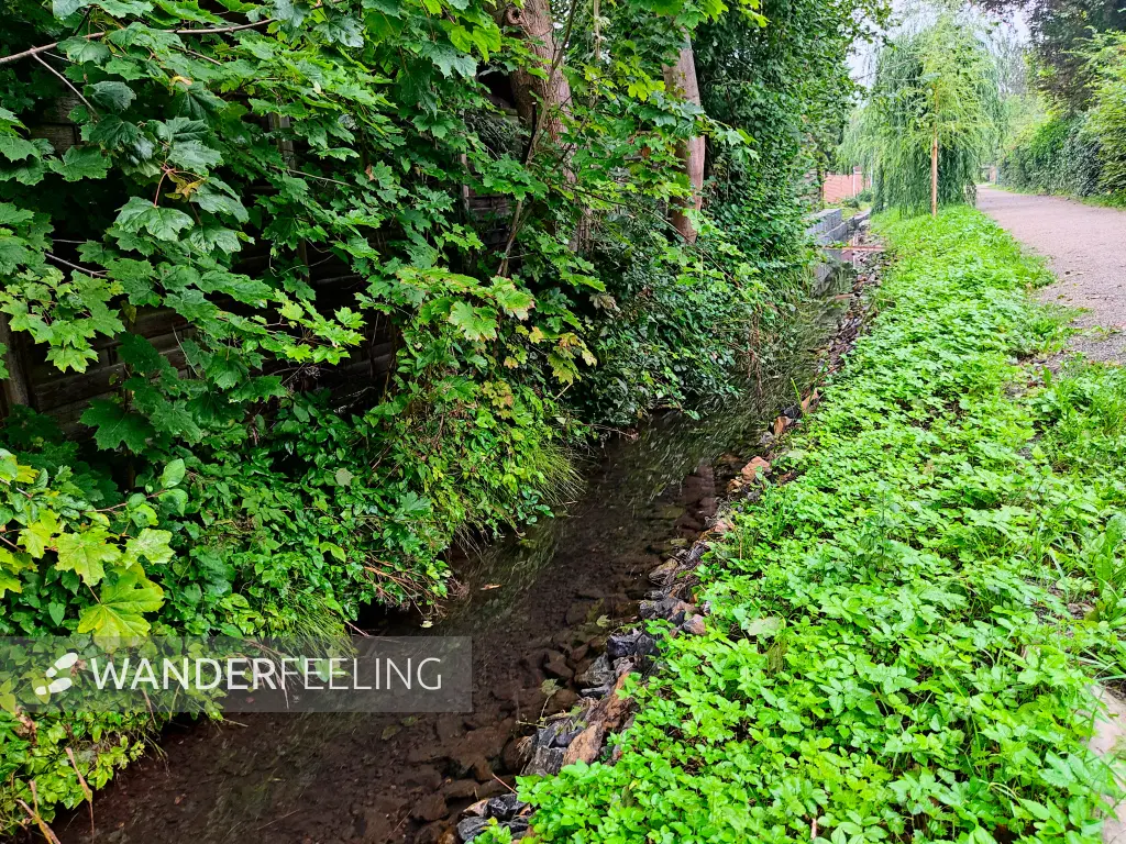 202308180-06 - Mühlenbetriebsgraben in Wennigsen, Weserbergland, Niedersachsen, Deutschland
