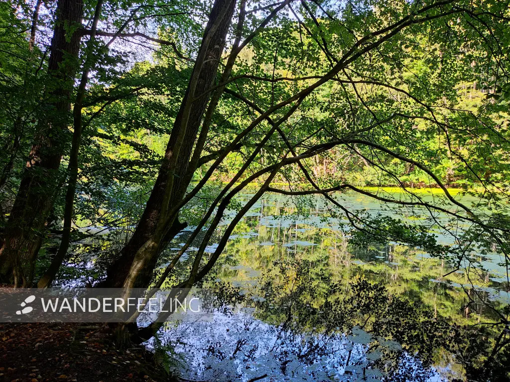 202309230-02 - Mühlenteich bei Aumühle, Herzogtum Lauenburg und Stormarn, Schleswig-Holstein, Deutschland