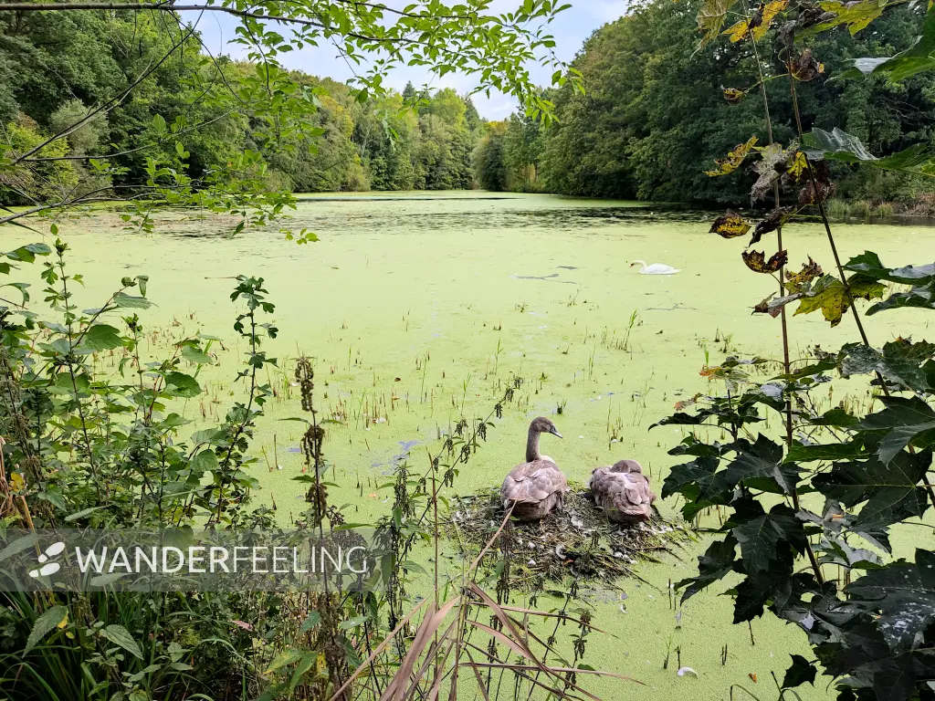 202309230-09 - Mühlenteich bei Aumühle, Herzogtum Lauenburg und Stormarn, Schleswig-Holstein, Deutschland