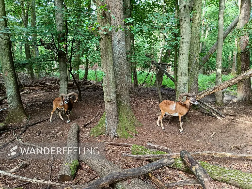 202508300-31 - Mufflons im Wildgehege Spandauer Forst, Berlin, Deutschland
