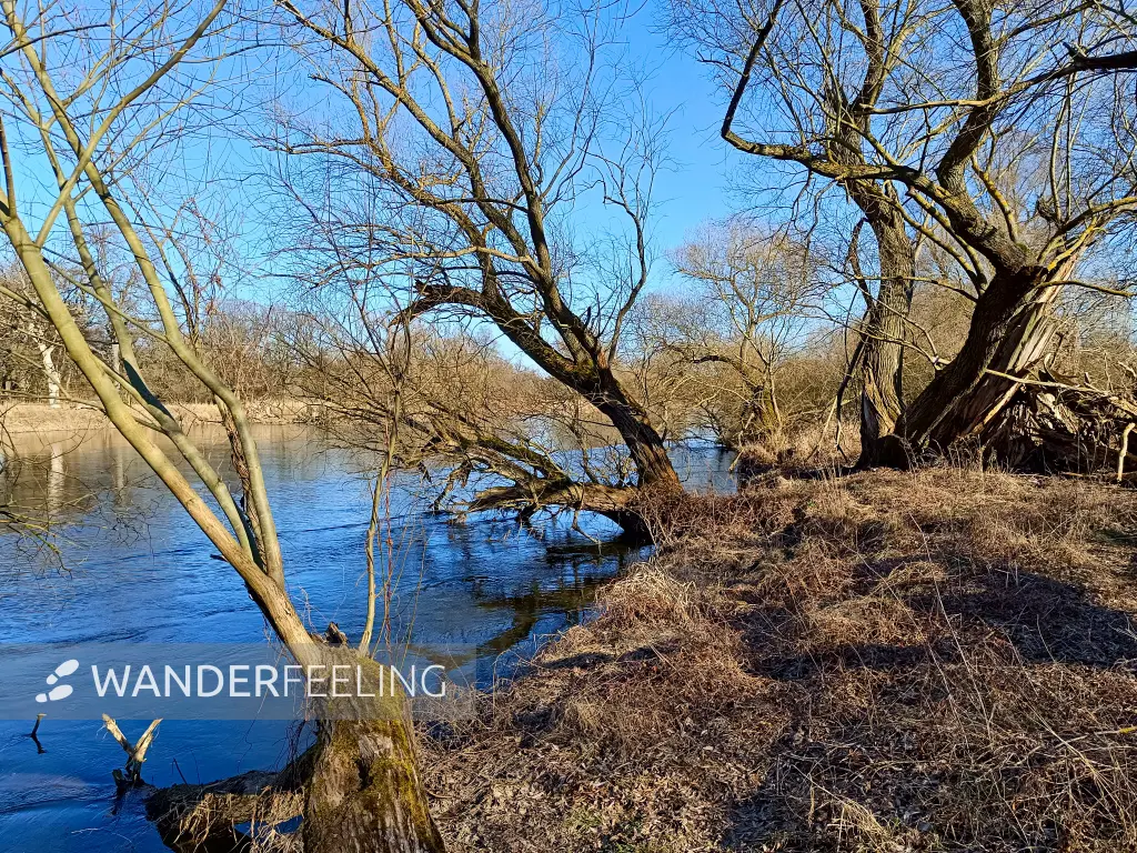 202603030-16 - Mulde in Dessau, Anhalt-Dessau-Wittenberg, Sachsen-Anhalt, Deutschland