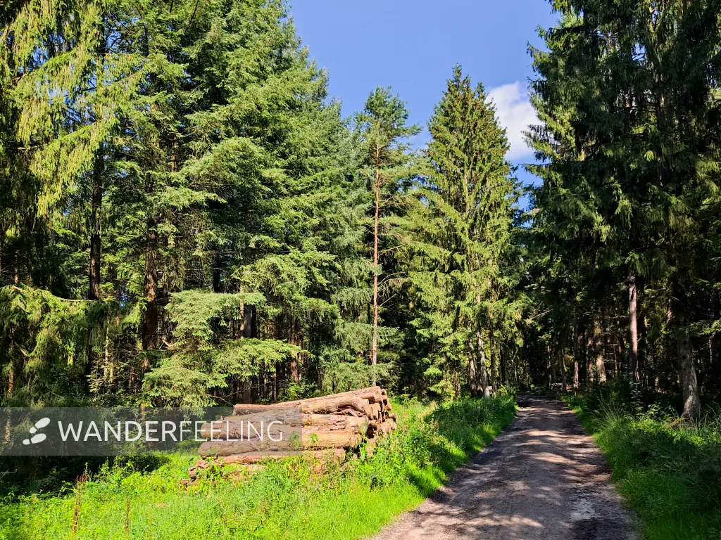 202308240-21 - Nadelwald am Büsenbachtal, Lüneburger Heide, Niedersachsen, Deutschland