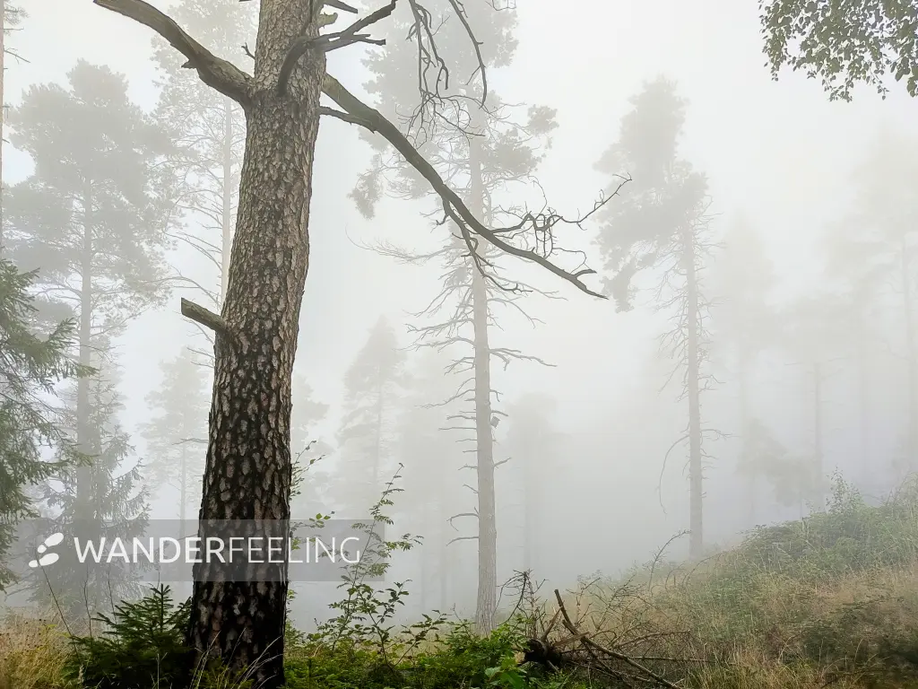 202308170-27 - Nebeliger Fichtenwald bei Goslar, Harz, Niedersachsen, Deutschland
