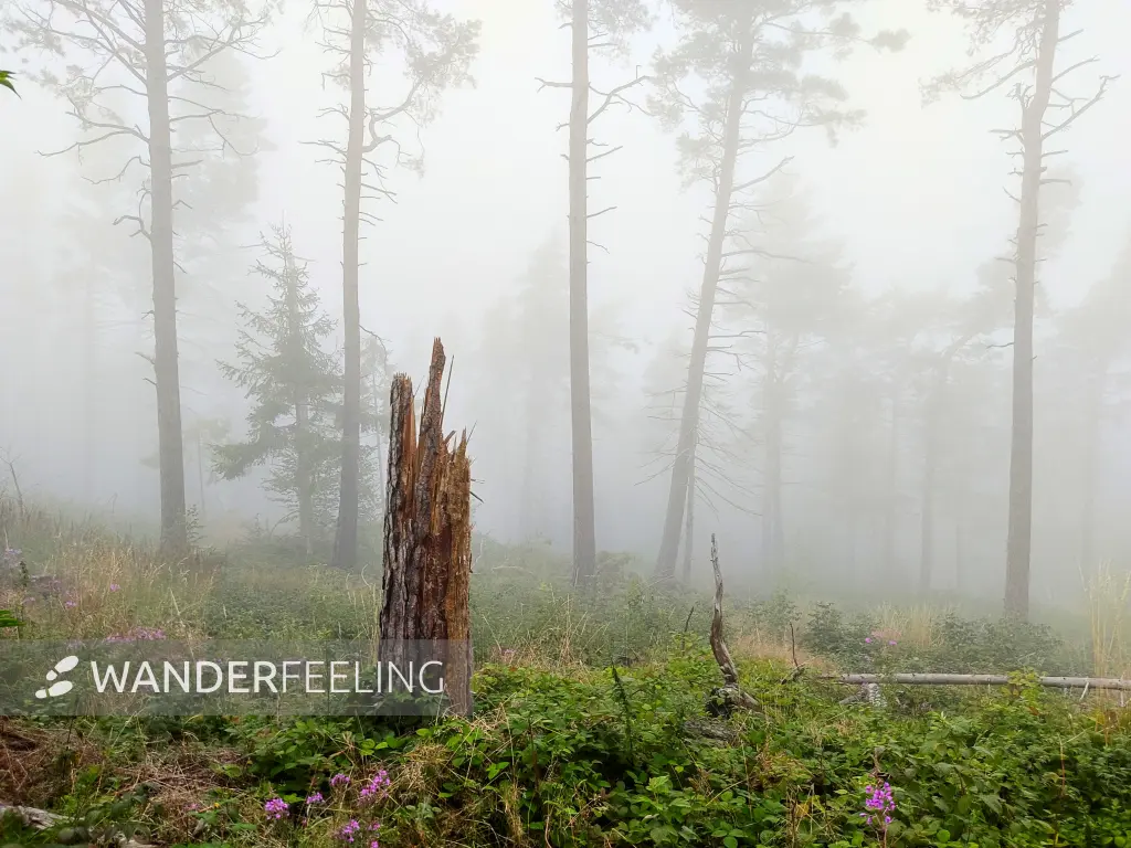 202308170-30 - Nebeliger Fichtenwald bei Goslar, Harz, Niedersachsen, Deutschland