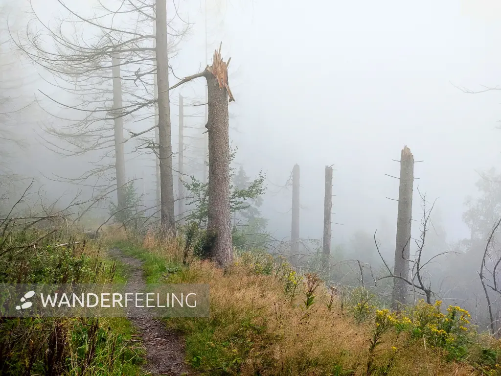 202308170-31 - Nebeliger Fichtenwald bei Goslar, Harz, Niedersachsen, Deutschland
