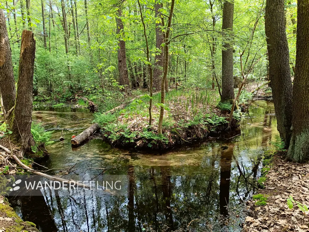 202505080-12 - Nieplitz bei Treuenbrietzen, Fläming, Brandenburg, Deutschland