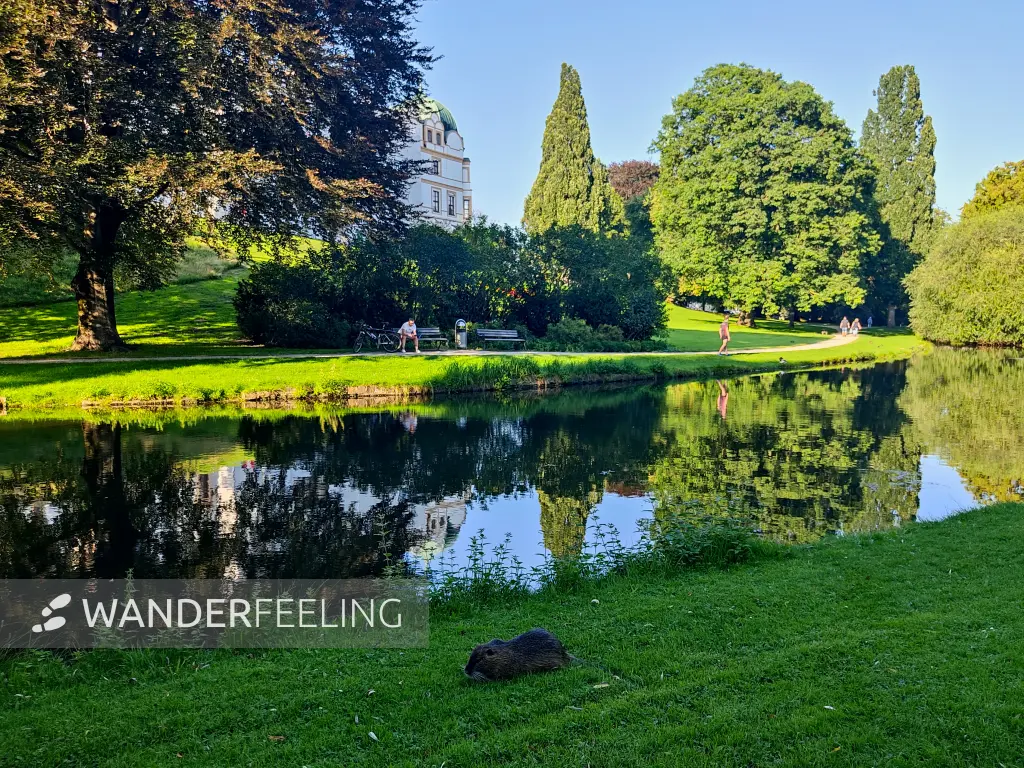 202308181-34 - Nutria im Schlosspark Celle, Lüneburger Heide, Niedersachsen, Deutschland