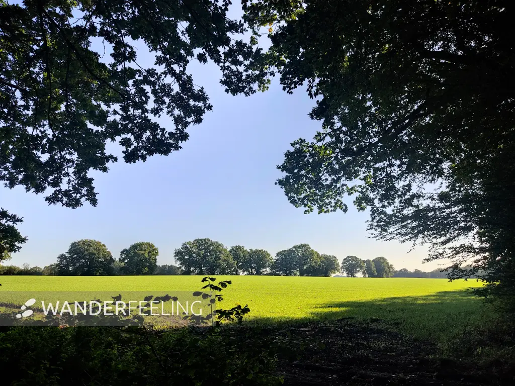 202309240-16 - Oberalsterniederung bei Rhen, Schleswig-Holstein, Deutschland