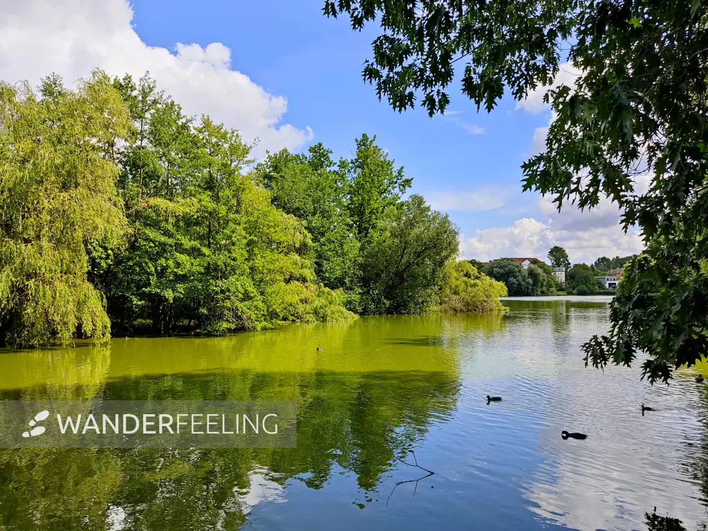 202307300-30 - Obersee in Alt-Hohenschönhausen, Berlin, Deutschland