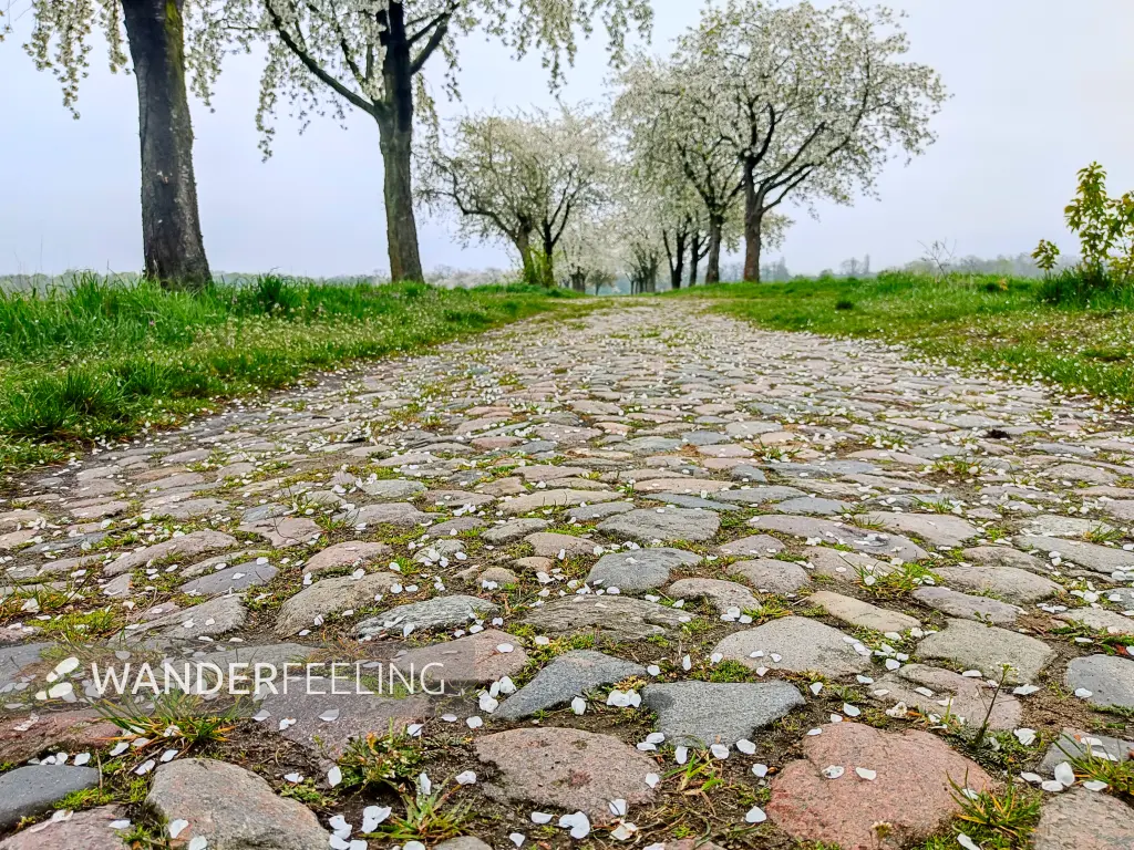 202304290-14 - Obstblüte in den Rieselfeldern Karolinenhöhe in Spandau, Berlin, Deutschland