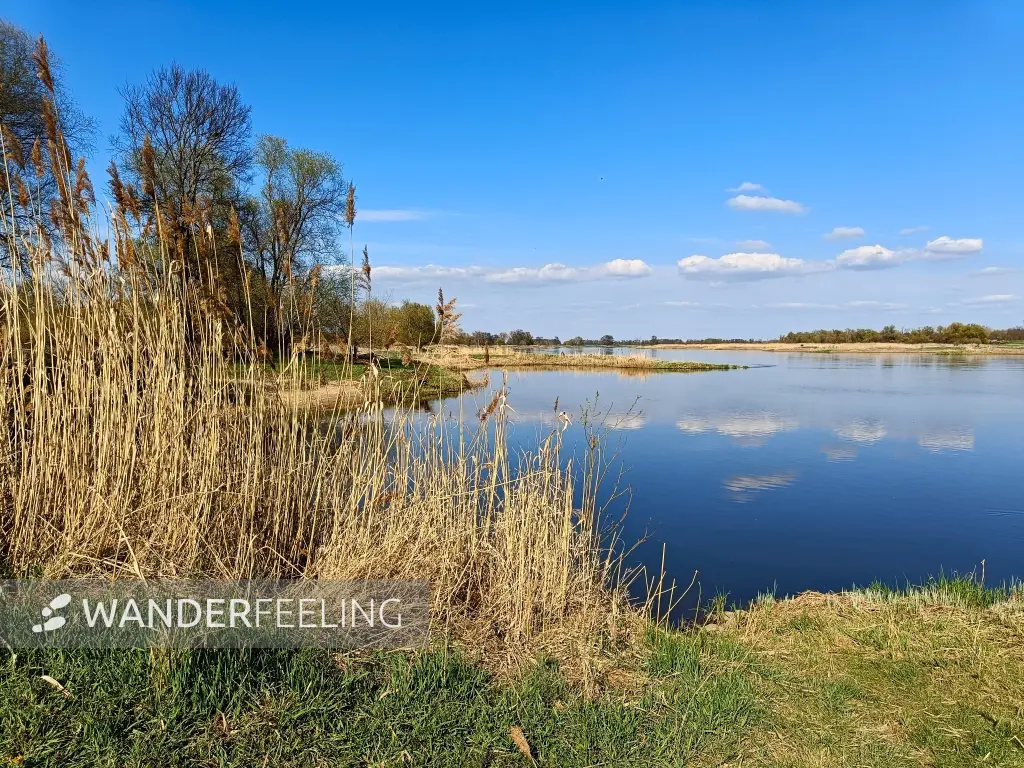 202604150-31 - Oder bei Lebus, Seenland Oder-Spree, Brandenburg, Deutschland