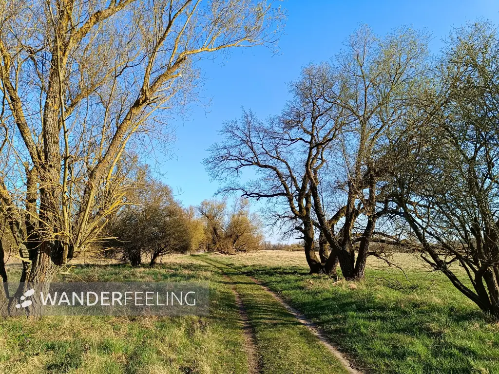 202604150-44 - Oderauen bei Frankfurt (Oder), Seenland Oder-Spree, Brandenburg, Deutschland