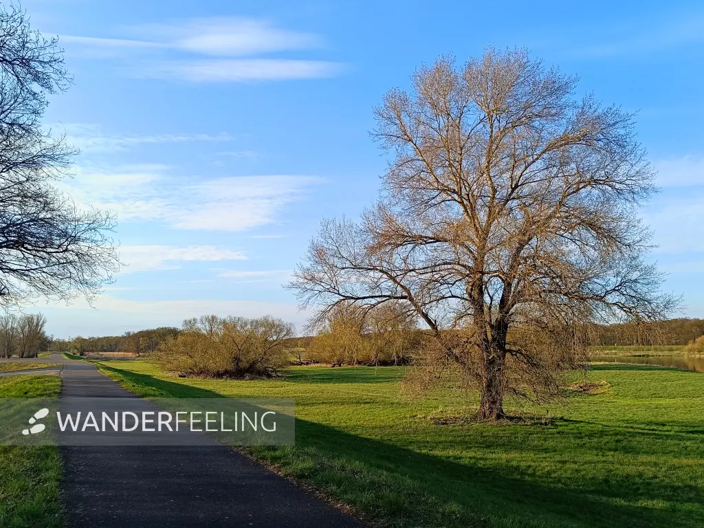 202604150-46 - Oderauen bei Frankfurt (Oder), Seenland Oder-Spree, Brandenburg, Deutschland