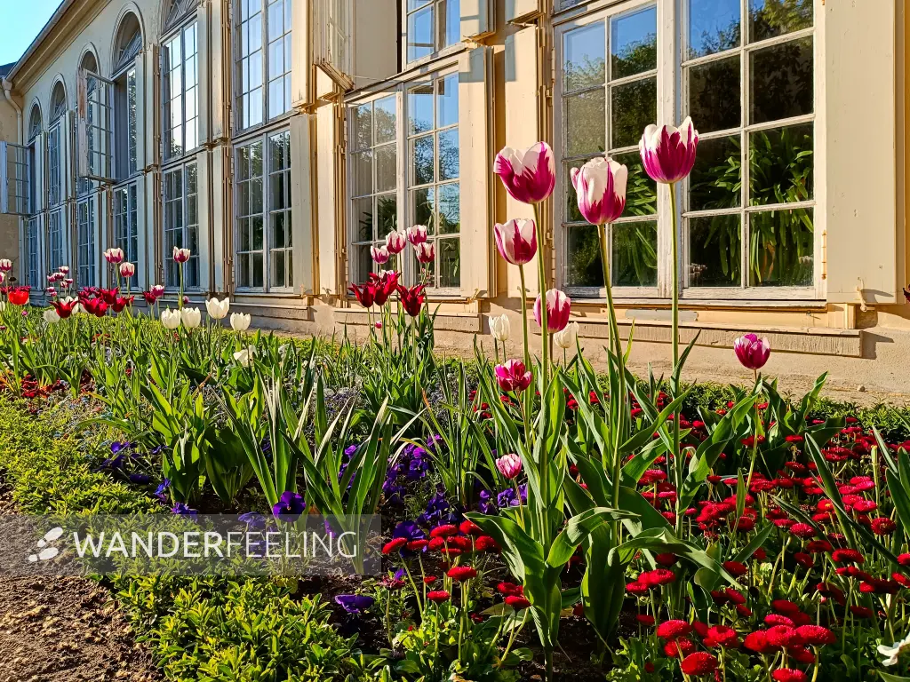202504300-03 - Orangerie im Neuen Garten, Potsdam, Brandenburg, Deutschland