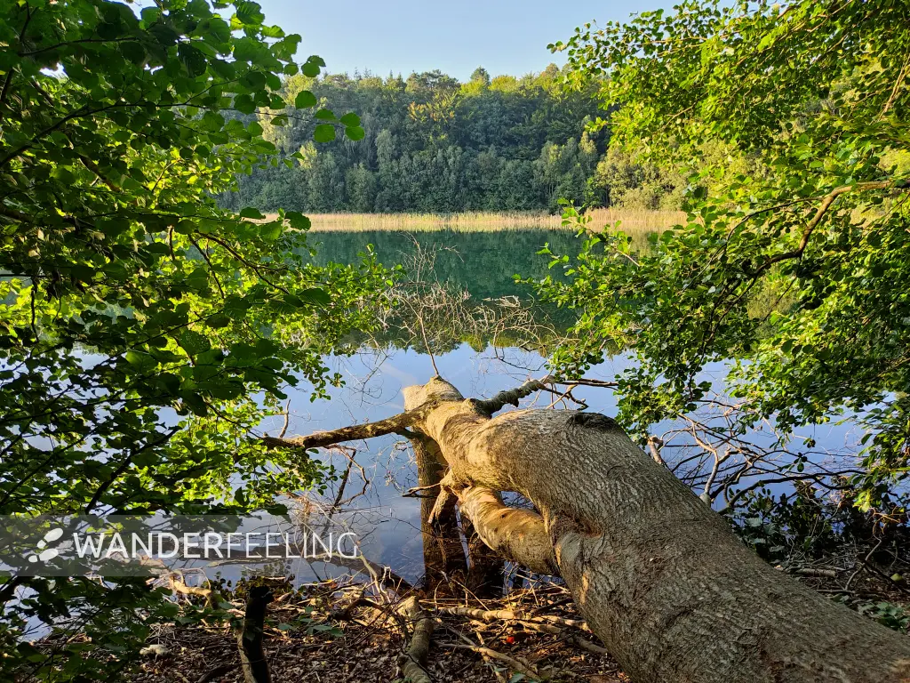 202309110-30 - Peetschsee bei Neuglobsow, Ruppiner Seenland, Brandenburg, Deutschland