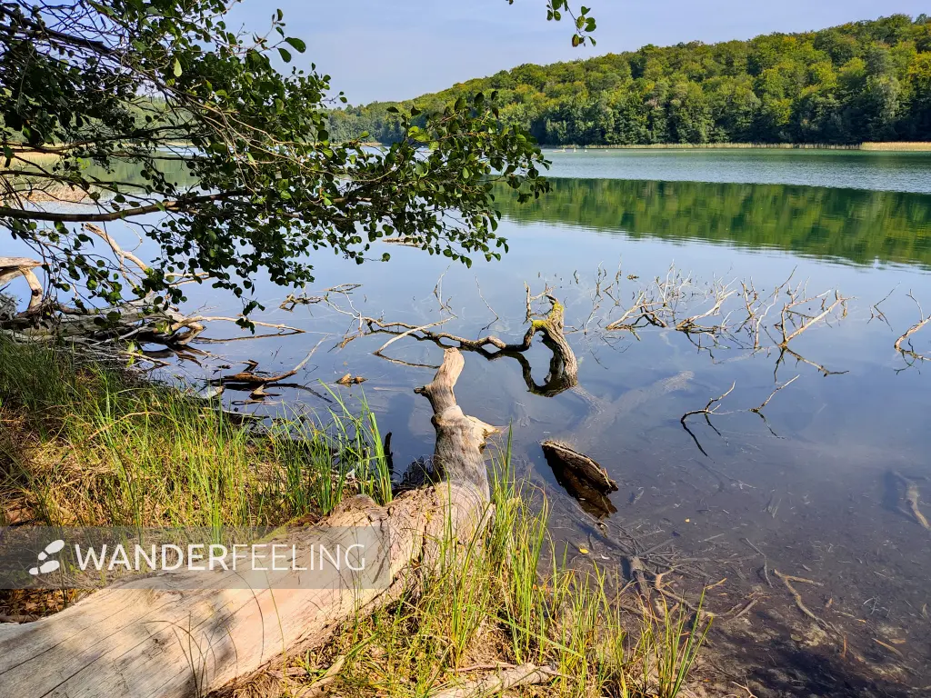 202309110-16 - Peetschsee bei Steinförde, Ruppiner Seenland, Brandenburg, Deutschland