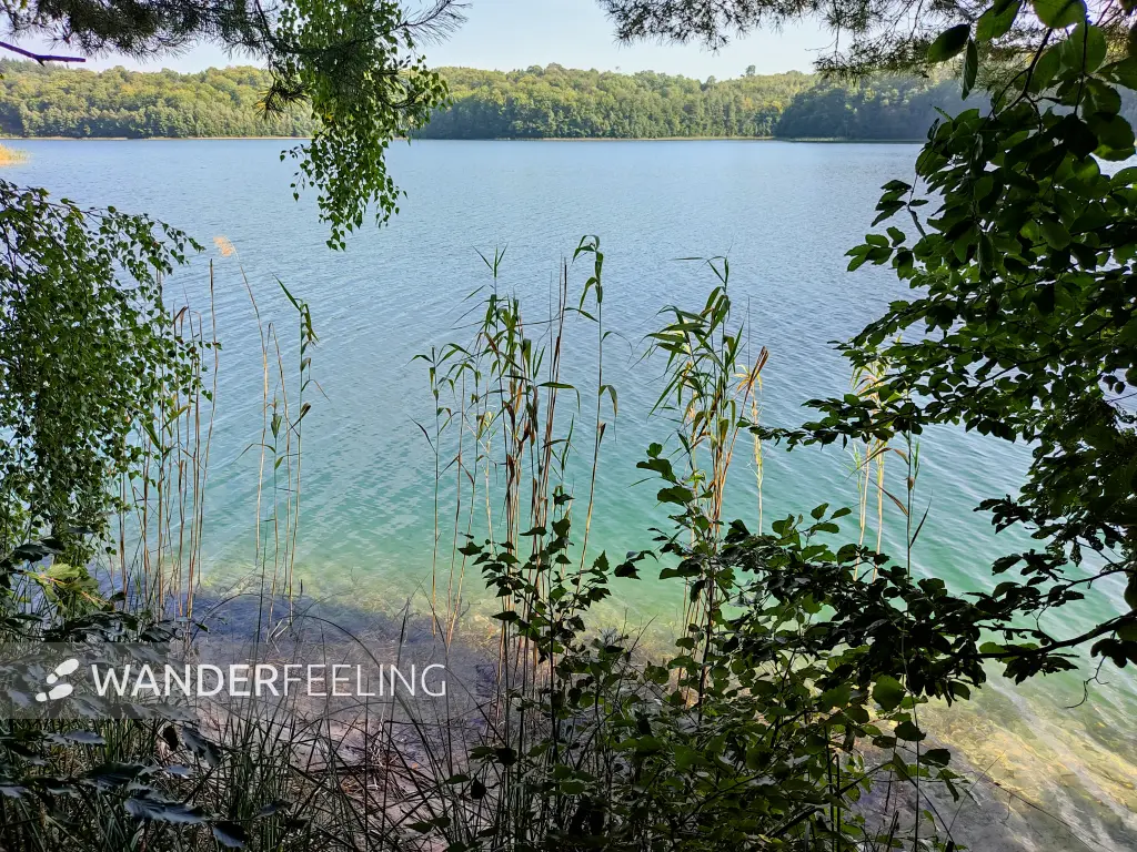 202309110-18 - Peetschsee bei Steinförde, Ruppiner Seenland, Brandenburg, Deutschland