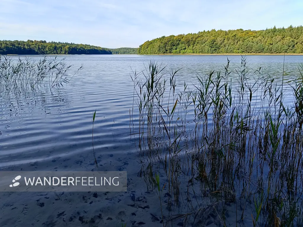 202509010-12 - Peetschsee im NSG Stechlin, Ruppiner Seenland, Brandenburg, Deutschland
