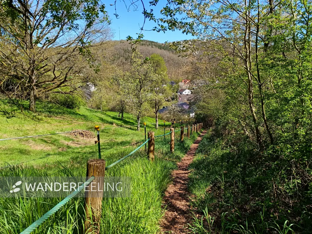 202604220-26 - Pfad bei Eiserfey, Eifel, Nordrhein-Westfalen, Deutschland