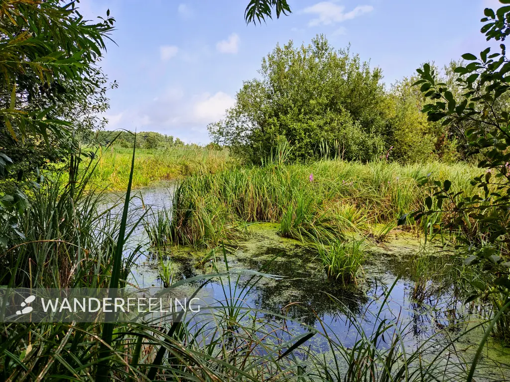 202308260-20 - Pfefferfließ bei Stangenhagen, Fläming, Brandenburg, Deutschland
