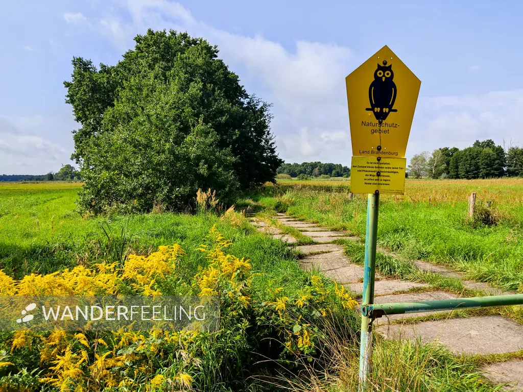 202308260-23 - Pfefferfließ bei Stangenhagen, Fläming, Brandenburg, Deutschland