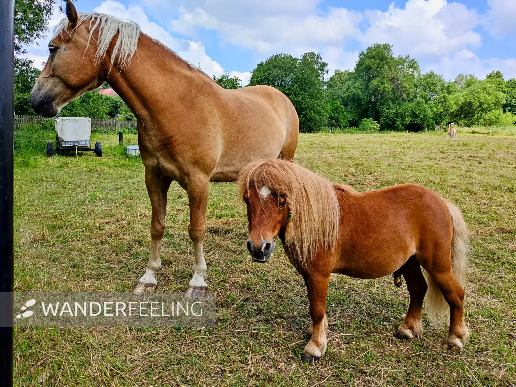 202306170-05 - Pferd und Pony in Wiesenburg, Fläming, Brandenburg, Deutschland