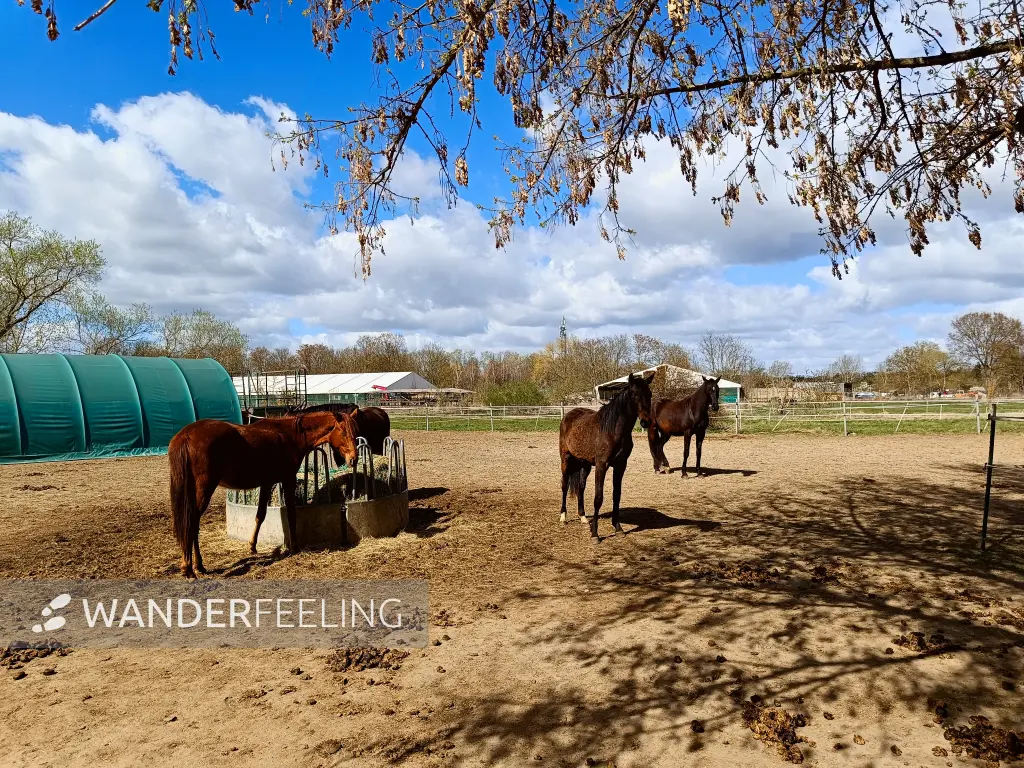 202604060-19 - Pferde auf einem Reiterhof in Blankenfelde, Berlin, Deutschland