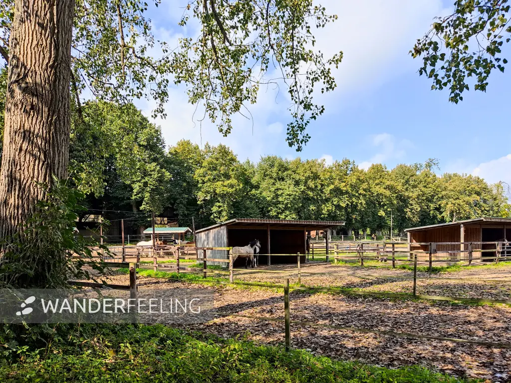 202309230-23 - Pferdehof bei Wohltorf, Herzogtum Lauenburg und Stormarn, Schleswig-Holstein, Deutschland