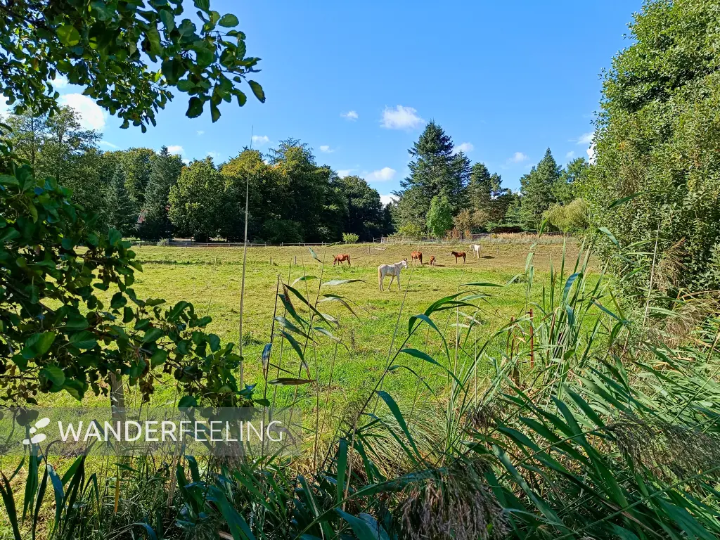 202509120-21 - Pferdekoppel bei Biestorf, Mecklenburgische Seenplatte, Mecklenburg-Vorpommern, Deutschland
