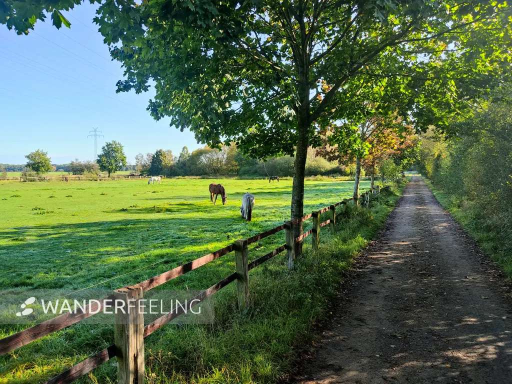 202309240-15 - Pferdekoppel bei Henstedt-Ulzburg, Schleswig-Holstein, Deutschland