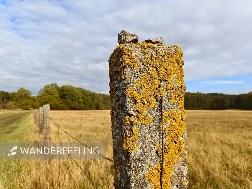 202510210-29 - Pfosten mit Flechten im Lindetal bei Burg Stargard, Mecklenburgische Seenplatte, Mecklenburg-Vorpommern, Deutschland