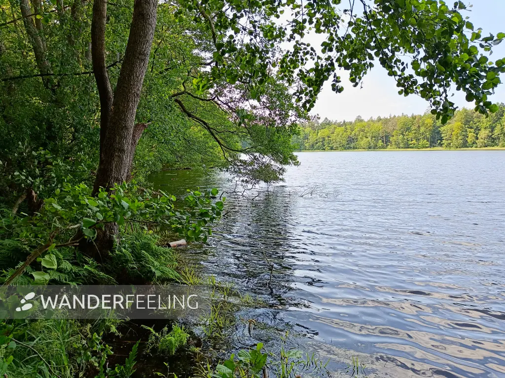 202506110-19 - Piansee bei Pian, Ruppiner Seenland, Brandenburg, Deutschland
