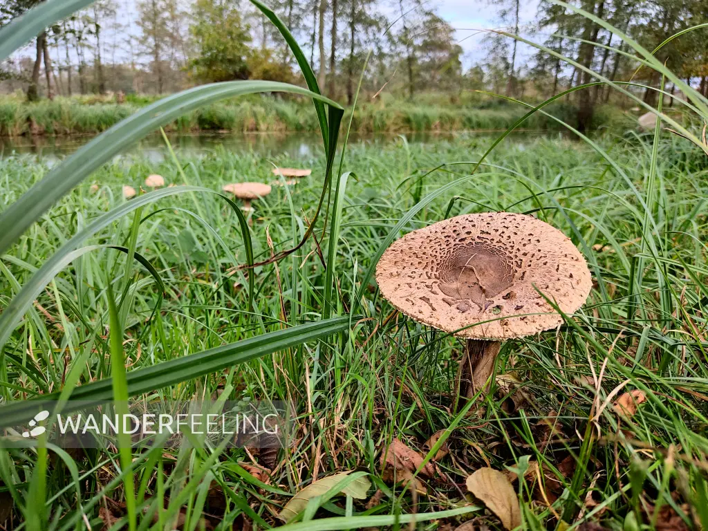 202311040-39 - Pilz am Südumfluter bei Raddusch, Spreewald, Brandenburg, Deutschland