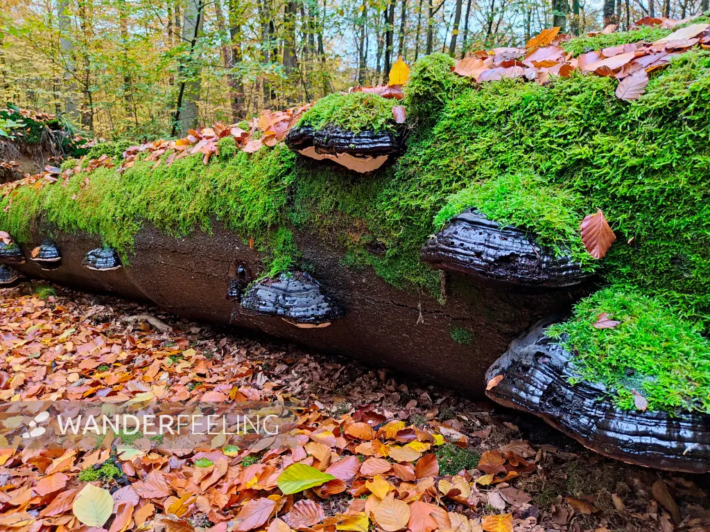 202311060-09 - Pilze auf einem umgestürzten Baum im Müritz-Nationalpark bei Carpin, Mecklenburgische Seenplatte, Mecklenburg-Vorpommern, Deutschland