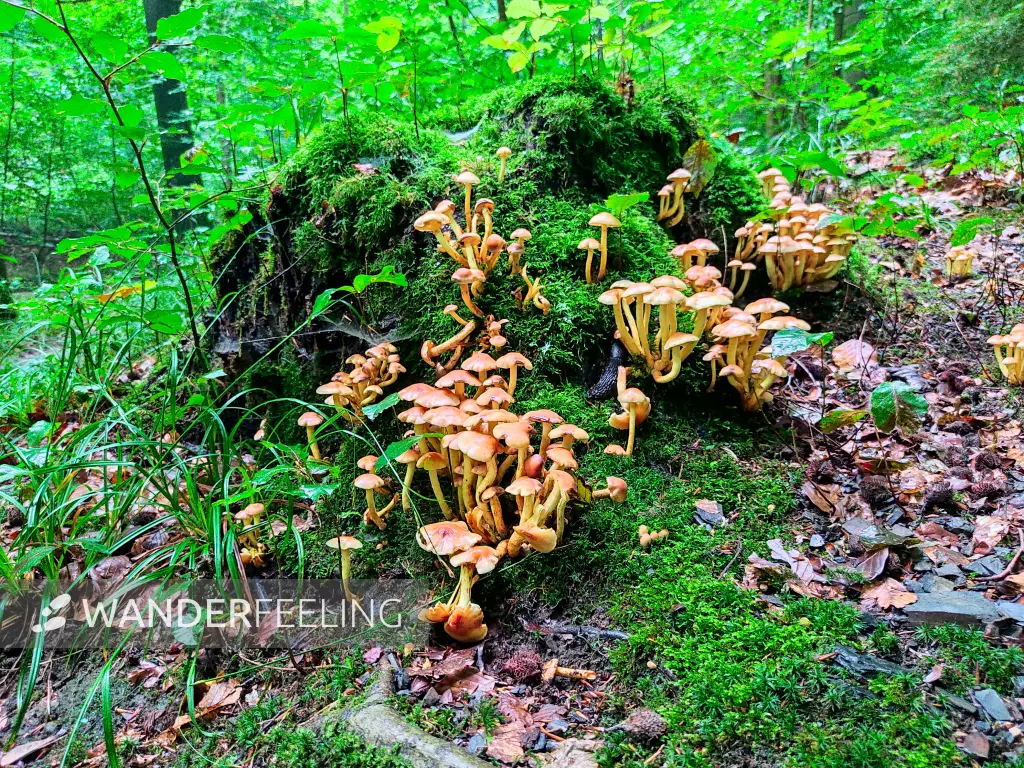 202308180-28 - Pilze im Deister, Weserbergland, Niedersachsen, Deutschland
