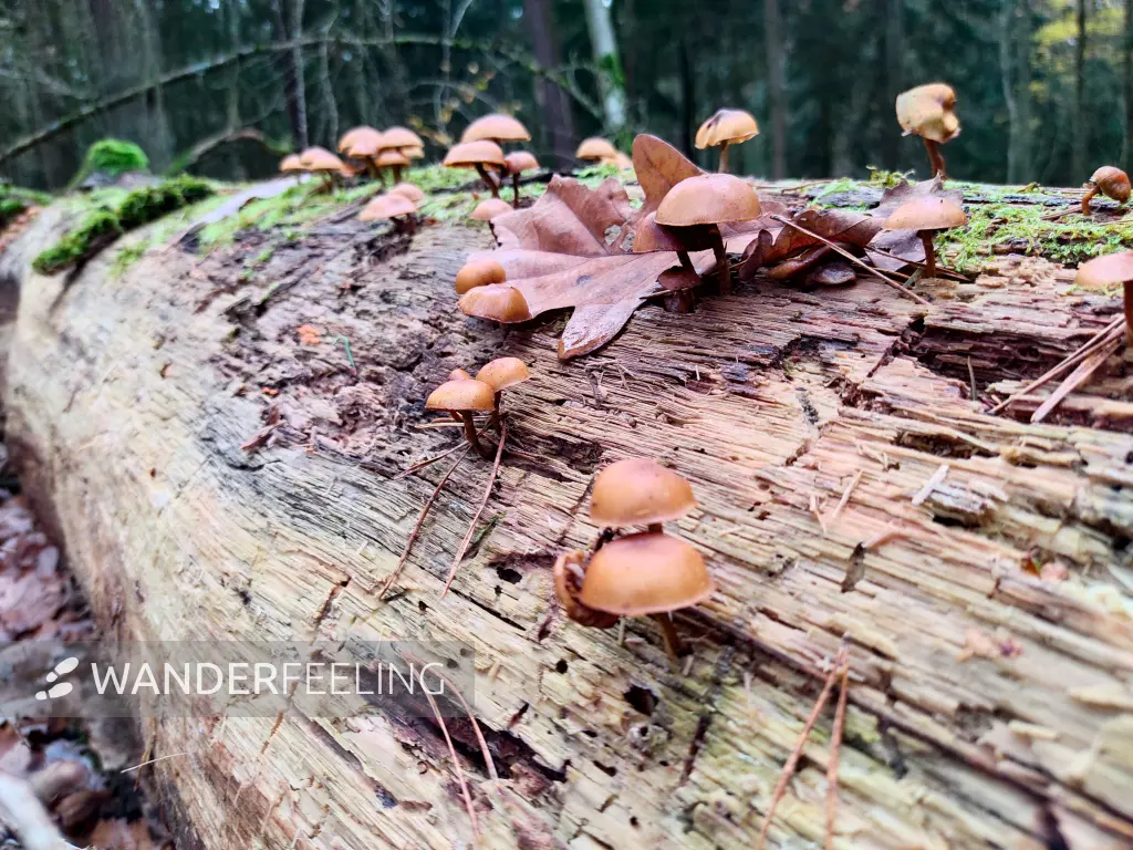 202311180-14 - Pilze im Spandauer Forst, Berlin, Deutschland