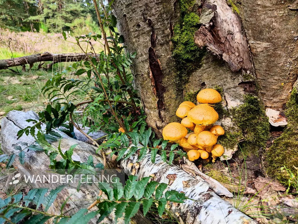 202308190-14 - Pilze in der Fischbeker Heide, Hamburg, Deutschland