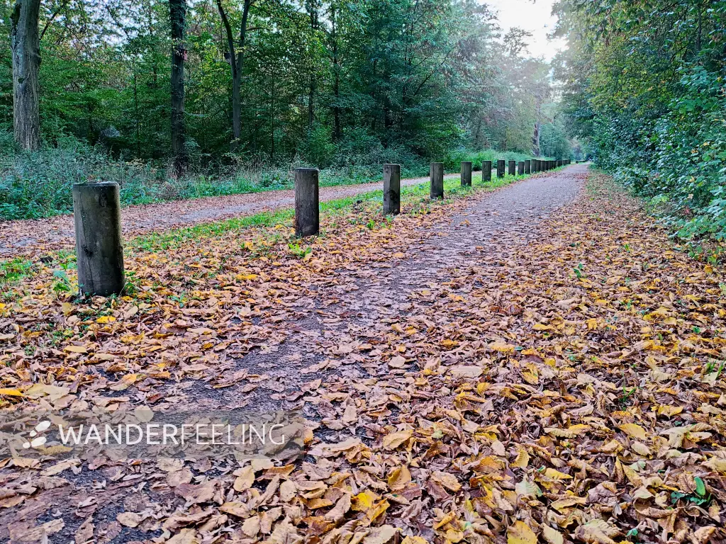 202310110-41 - Plankenlinie bei Waldersee, Anhalt-Dessau-Wittenberg, Sachsen-Anhalt, Deutschland