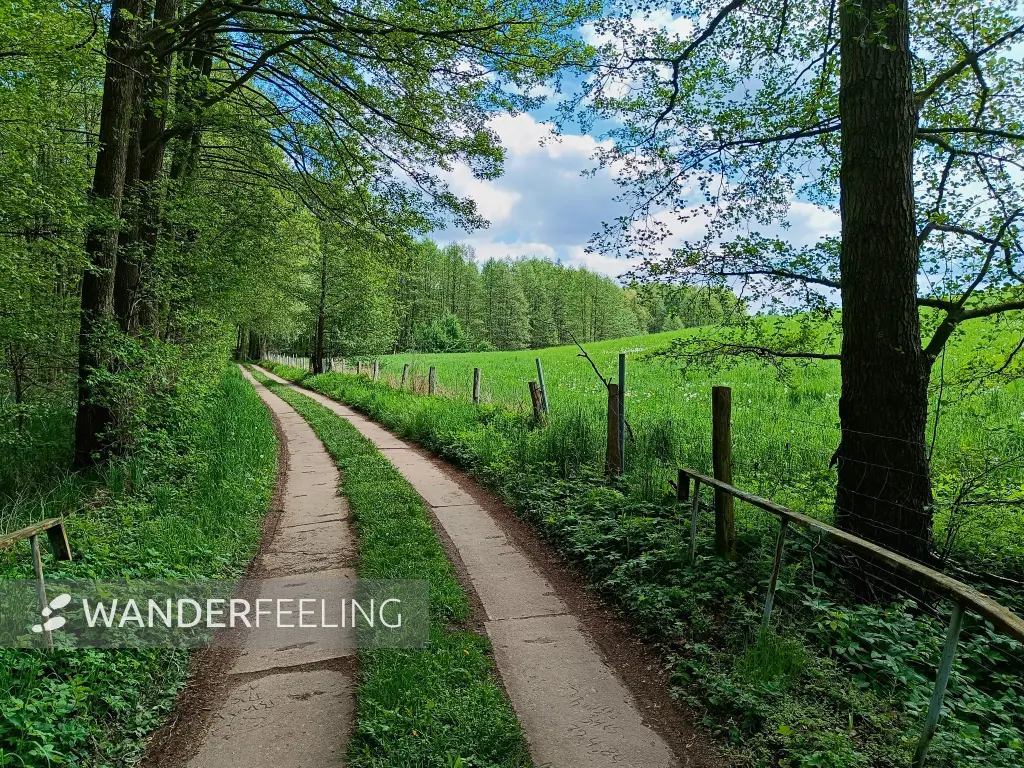 202605090-15 - Plattenweg am Wolletzsee, Uckermark, Brandenburg, Deutschland