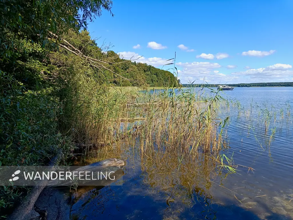 202508260-22 - Plauer See an der Insel Werder bei Alt Schwerin, Mecklenburgische Seenplatte, Mecklenburg-Vorpommern, Deutschland