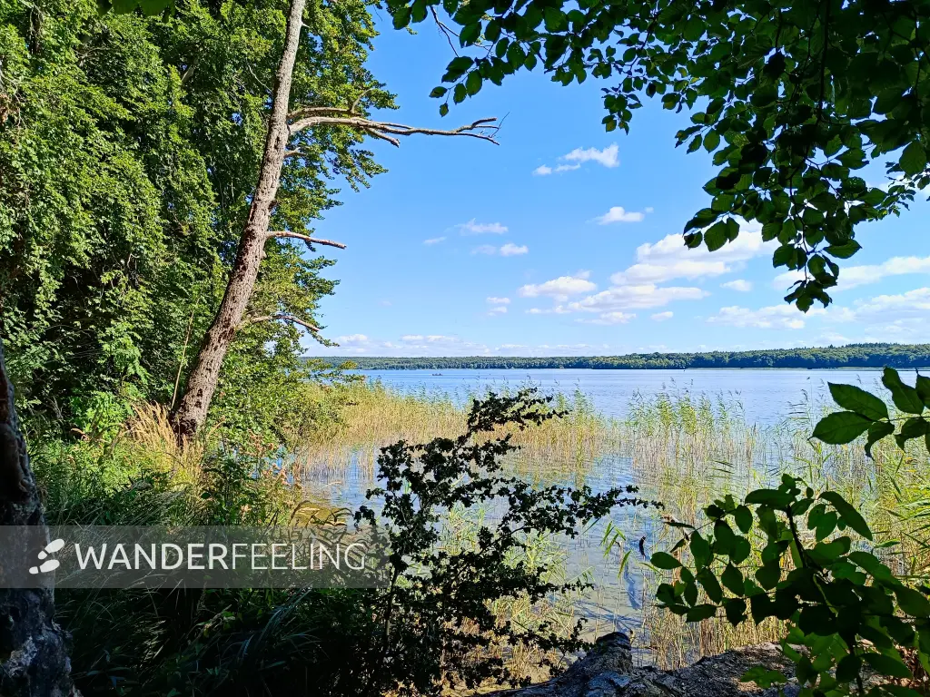 202508260-24 - Plauer See an der Insel Werder bei Alt Schwerin, Mecklenburgische Seenplatte, Mecklenburg-Vorpommern, Deutschland