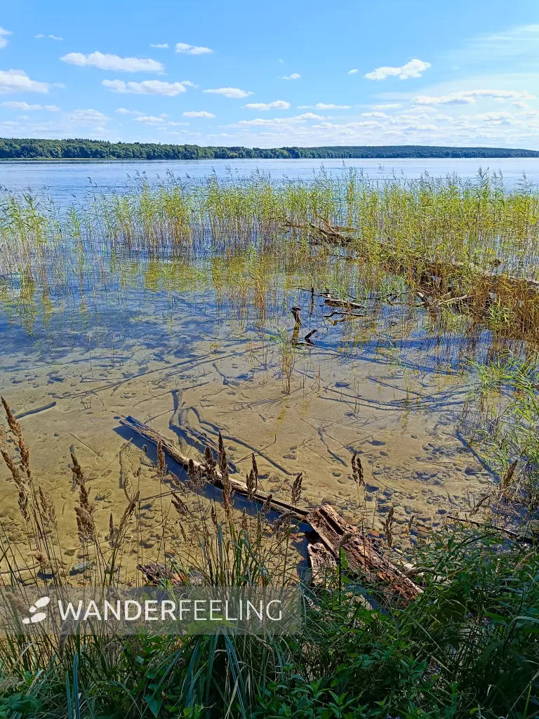 202508260-25 - Plauer See an der Insel Werder bei Alt Schwerin, Mecklenburgische Seenplatte, Mecklenburg-Vorpommern, Deutschland