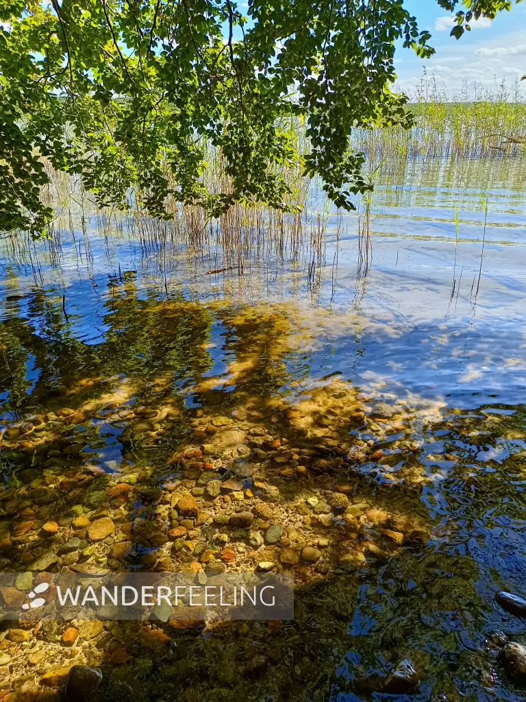 202508260-26 - Plauer See an der Insel Werder bei Alt Schwerin, Mecklenburgische Seenplatte, Mecklenburg-Vorpommern, Deutschland