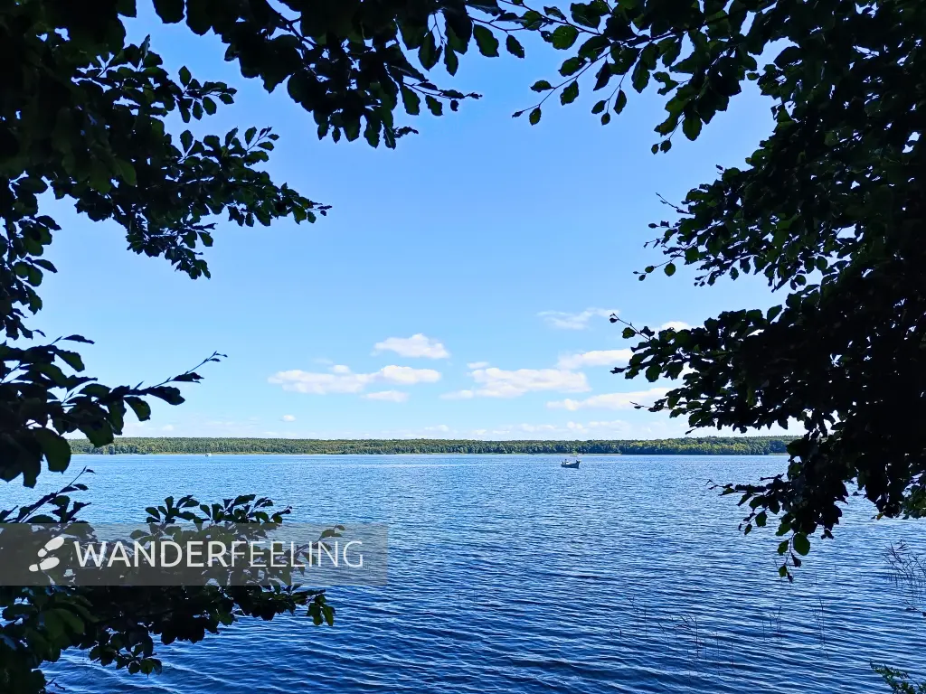 202508260-28 - Plauer See an der Insel Werder bei Alt Schwerin, Mecklenburgische Seenplatte, Mecklenburg-Vorpommern, Deutschland