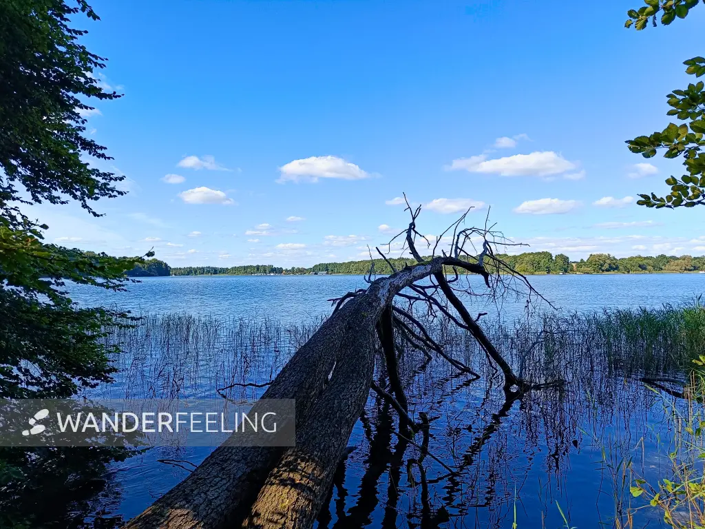202508260-29 - Plauer See an der Insel Werder bei Alt Schwerin, Mecklenburgische Seenplatte, Mecklenburg-Vorpommern, Deutschland
